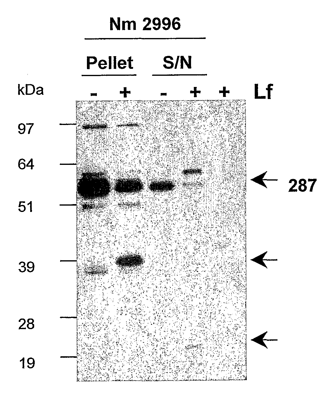 Lactoferrin Cleavage of Neisserial Proteins