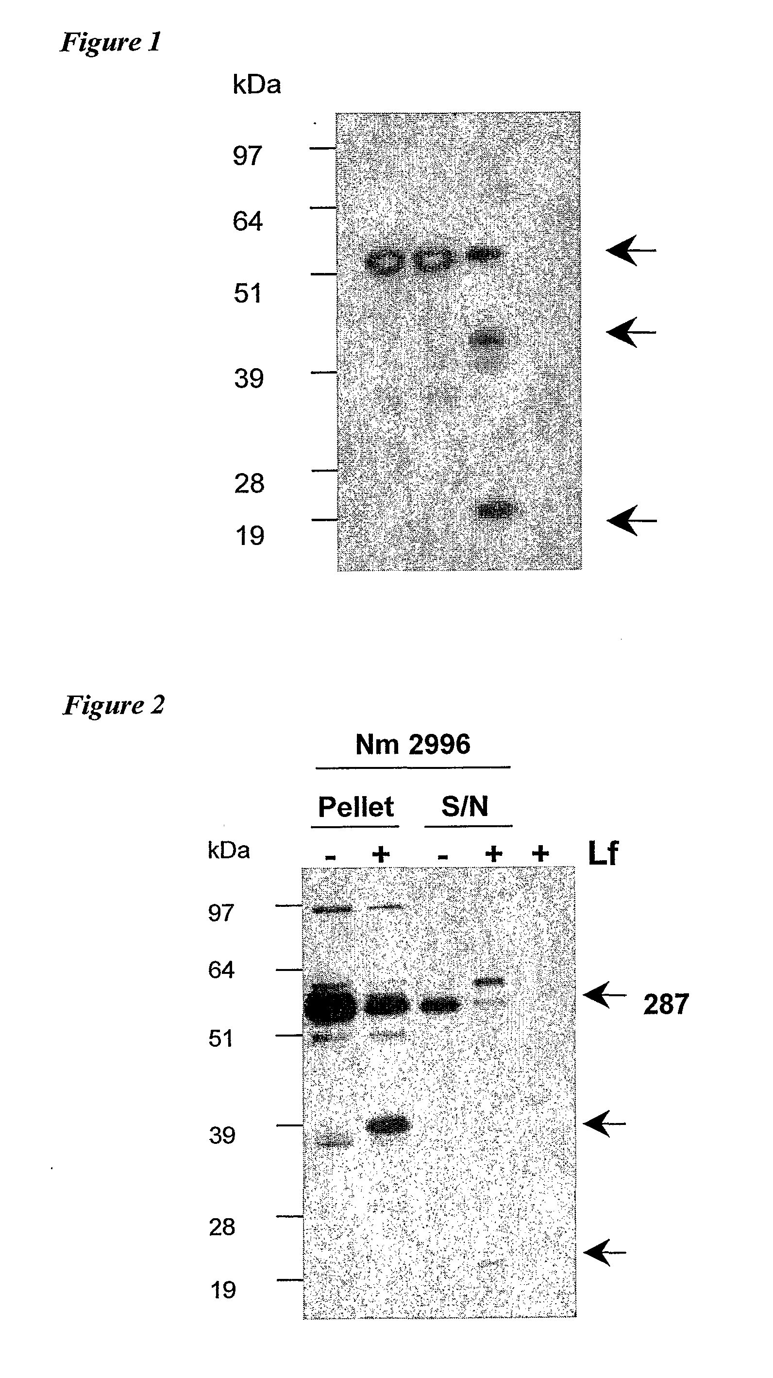 Lactoferrin Cleavage of Neisserial Proteins