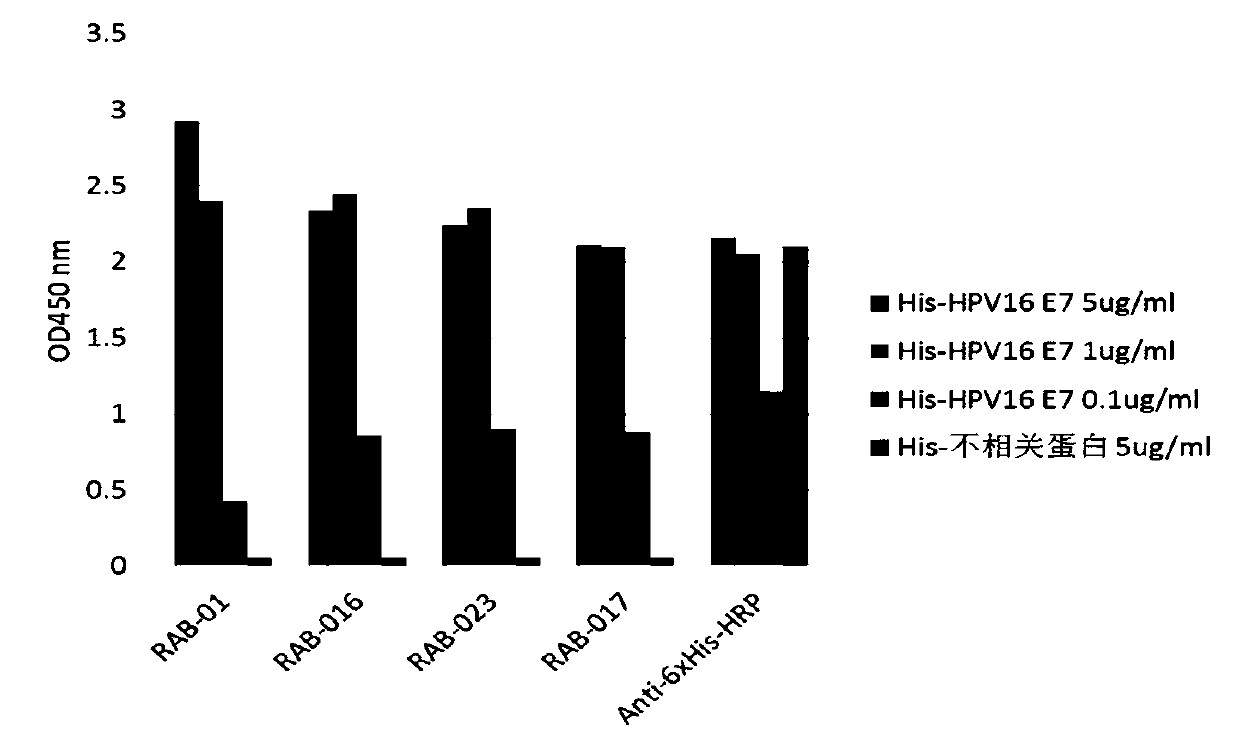 Monoclonall antibody capable of recognizing high-risk HPV E7 protein, and applications thereof