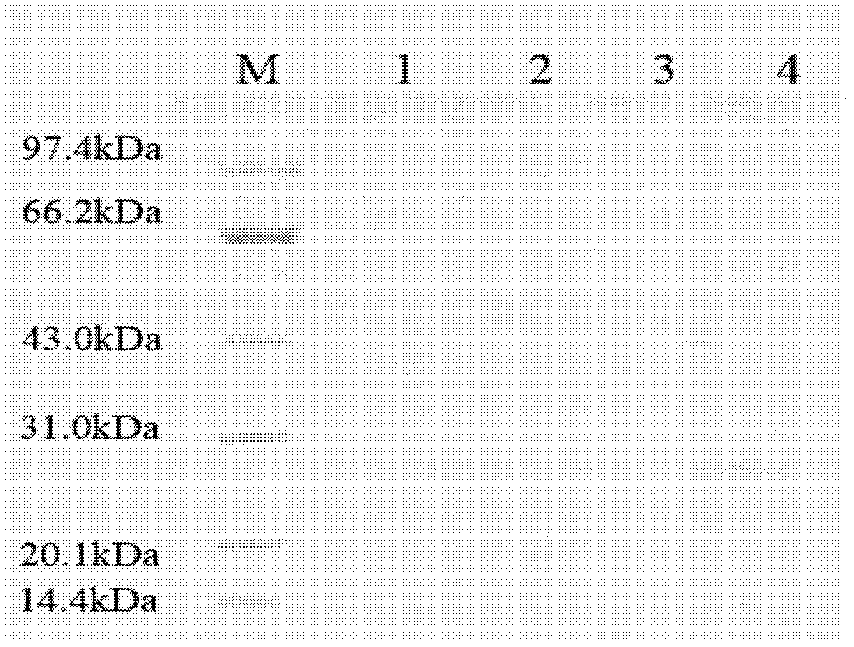 Blood pressure-lowering polypeptide derived from pig blood and use thereof