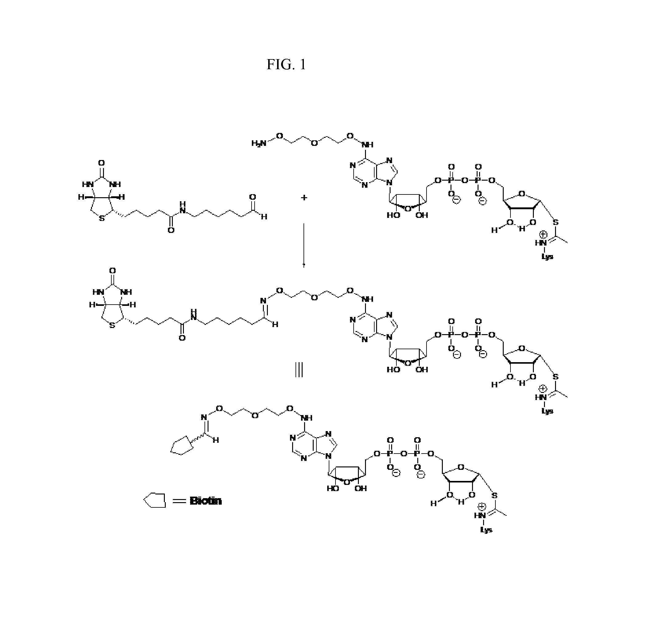 Reagents and methods for sirtuin capture