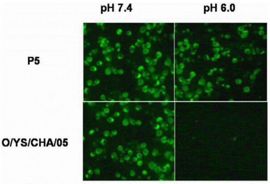 O-type foot-and-mouth disease virus acid-resistant mutant strain, its capsid protein and its encoding gene and application