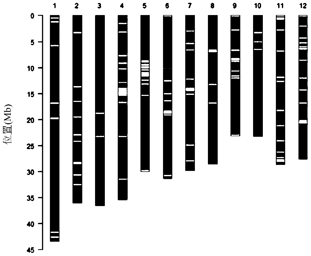 Rice genome recombinant nucleic acid fragment reccr012069 and its detection method