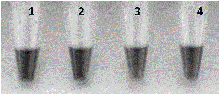 Detection of Phytophthora cambivora(Petri)Buisman with loop-mediated isothermal amplification (LAMP) technique based on color differentiation