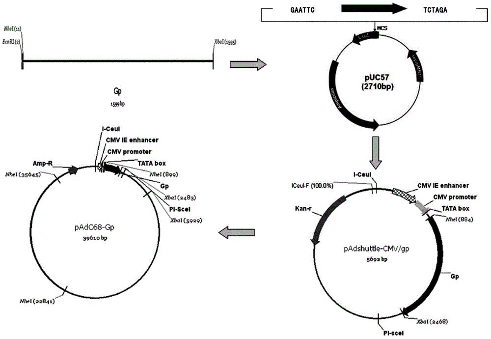 A kind of rabies vaccine and preparation method thereof