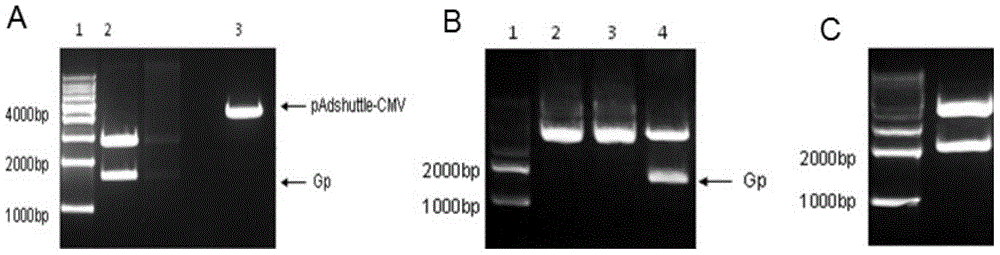 A kind of rabies vaccine and preparation method thereof