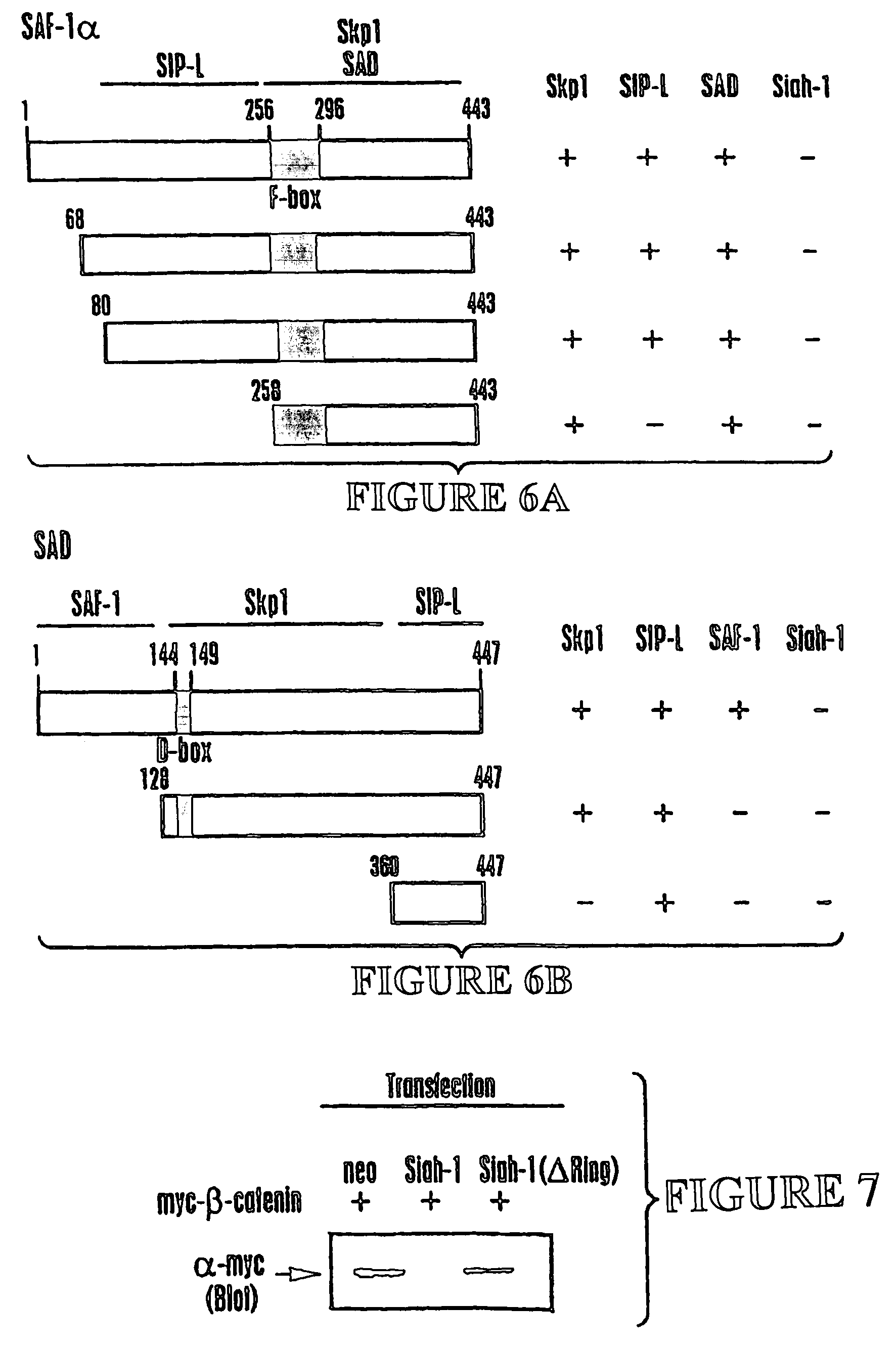 Nucleic acid encoding proteins involved in protein degradation, products and methods related thereof