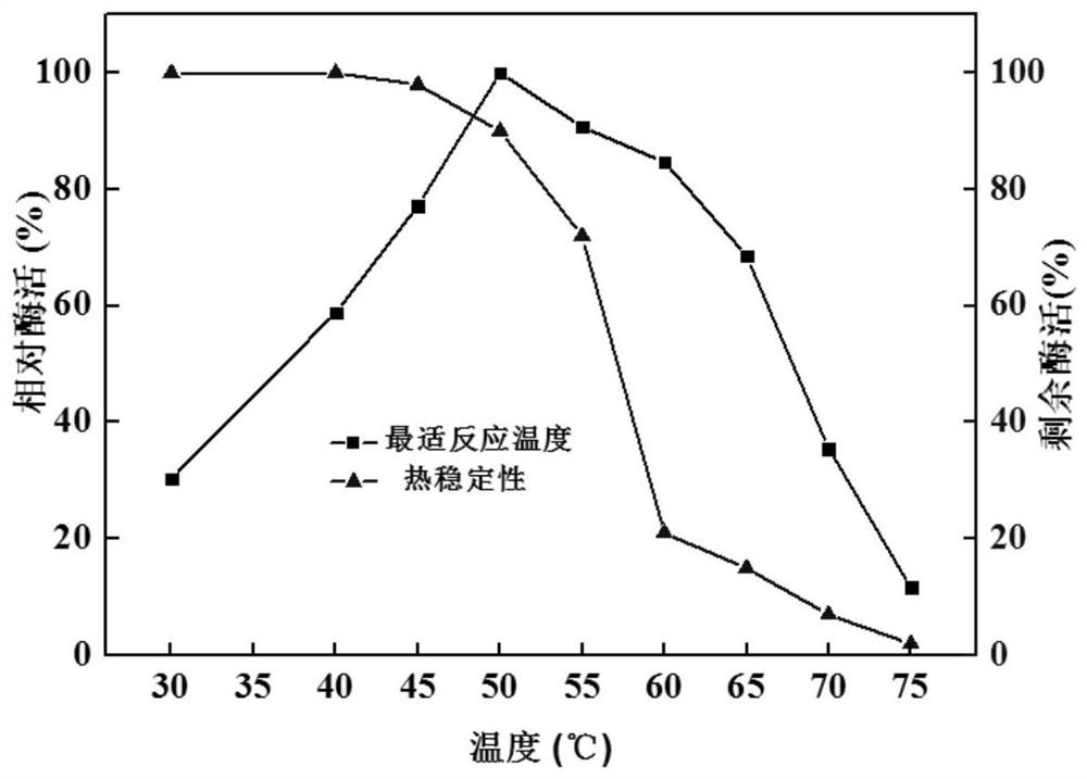 Chitosanase gene csnbaa, chitosanase and preparation method and application of chitosanase