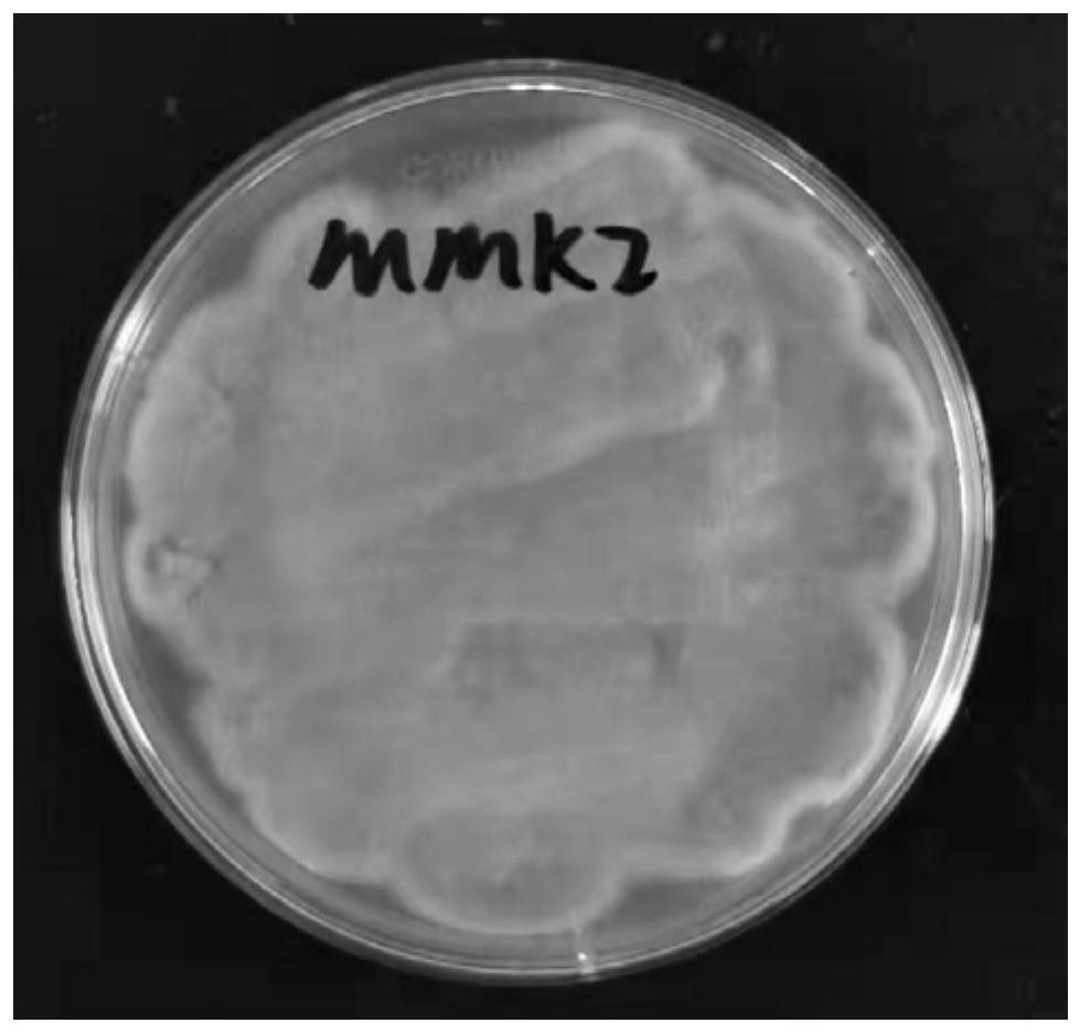 Aspergillus versicolor ZJUTE2 and application thereof in preparation of sterigmatocystin