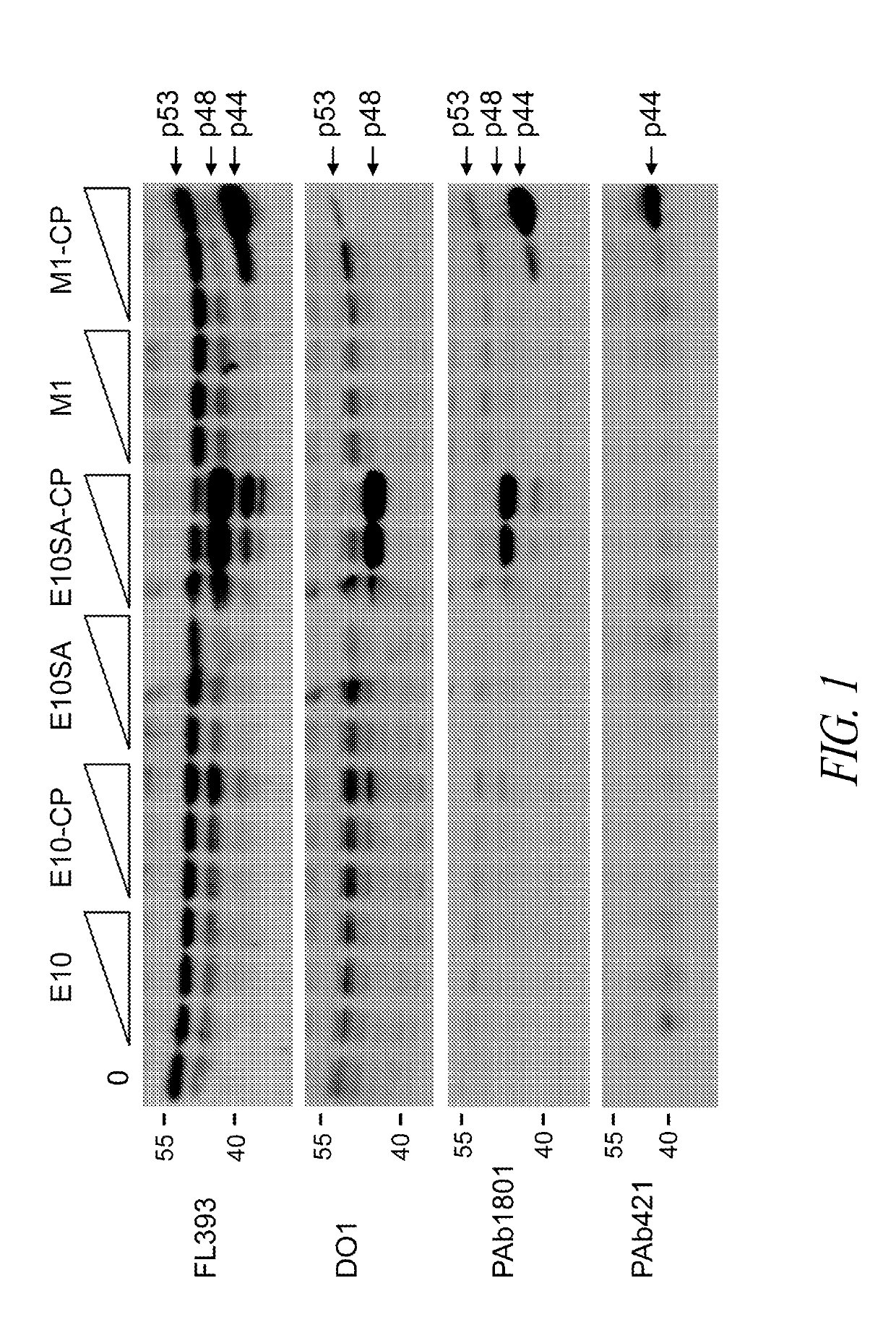 Methods and compositions for manipulating translation of protein isoforms from alternative initiation start sites