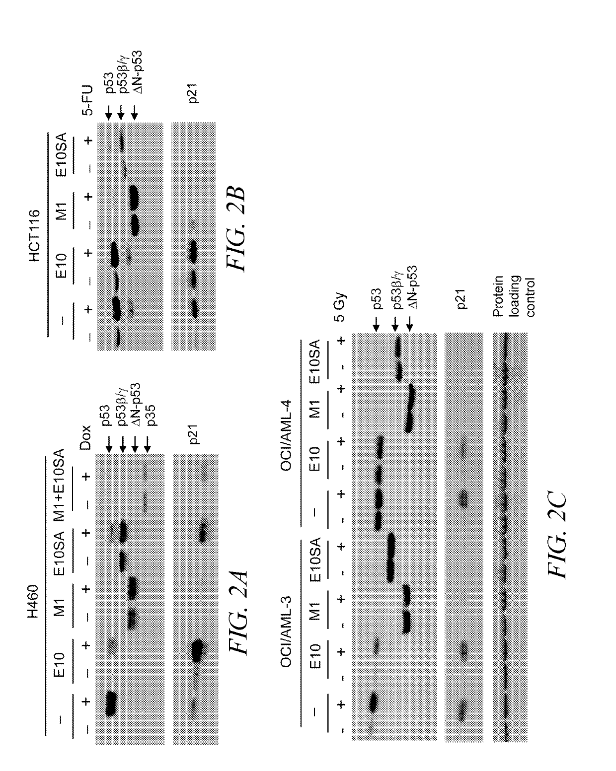 Methods and compositions for manipulating translation of protein isoforms from alternative initiation start sites