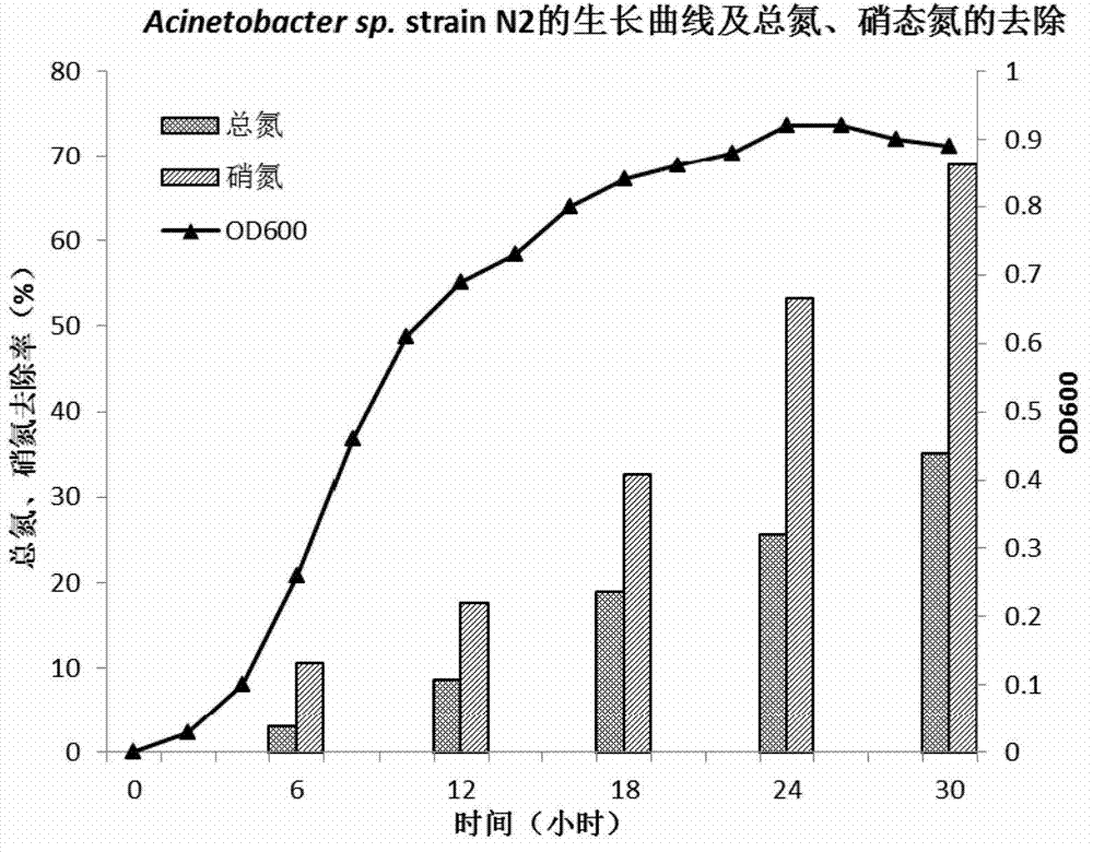 Aerobic denitrifying strain and its application