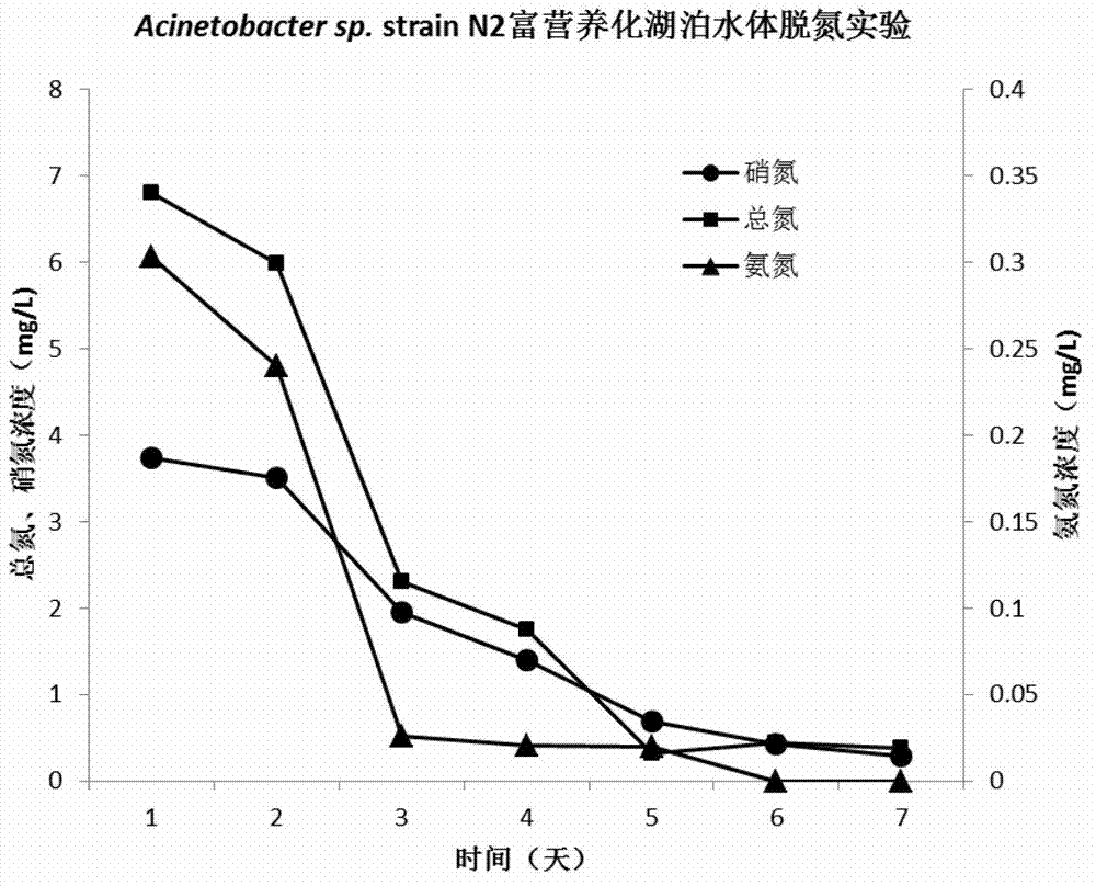 Aerobic denitrifying strain and its application