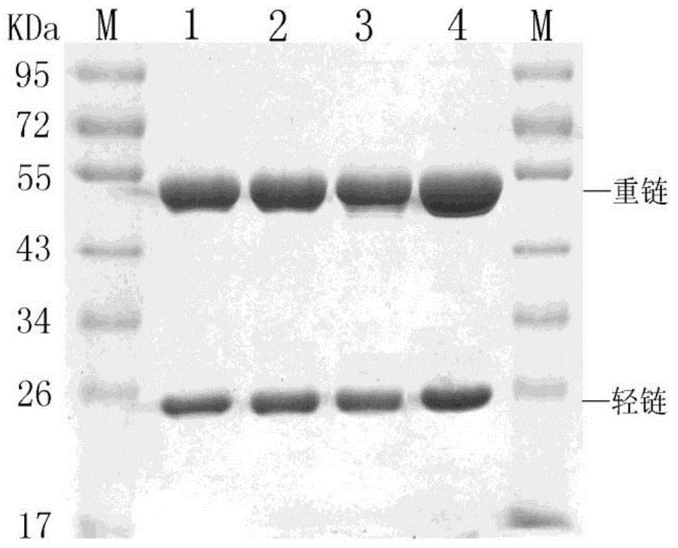 Fruit blotch immune colloidal gold detection test strip, and monoclonal antibody and hybridoma cell strain thereof