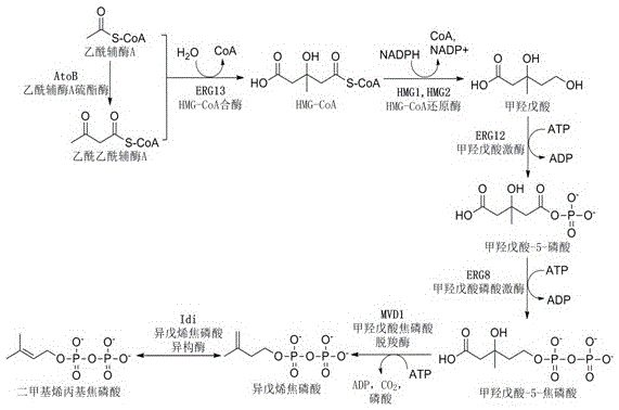 A system and microorganism for producing taxadiene and application thereof