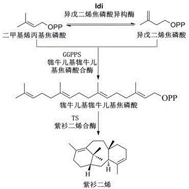 A system and microorganism for producing taxadiene and application thereof