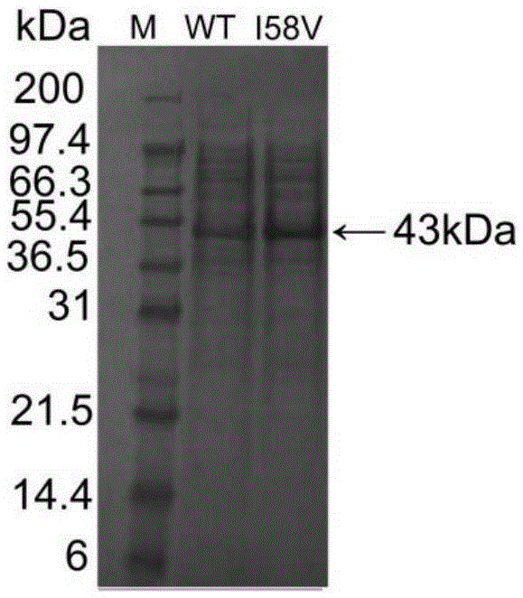 An Alkaline Pectinase Mutant with Improved Secretion Performance