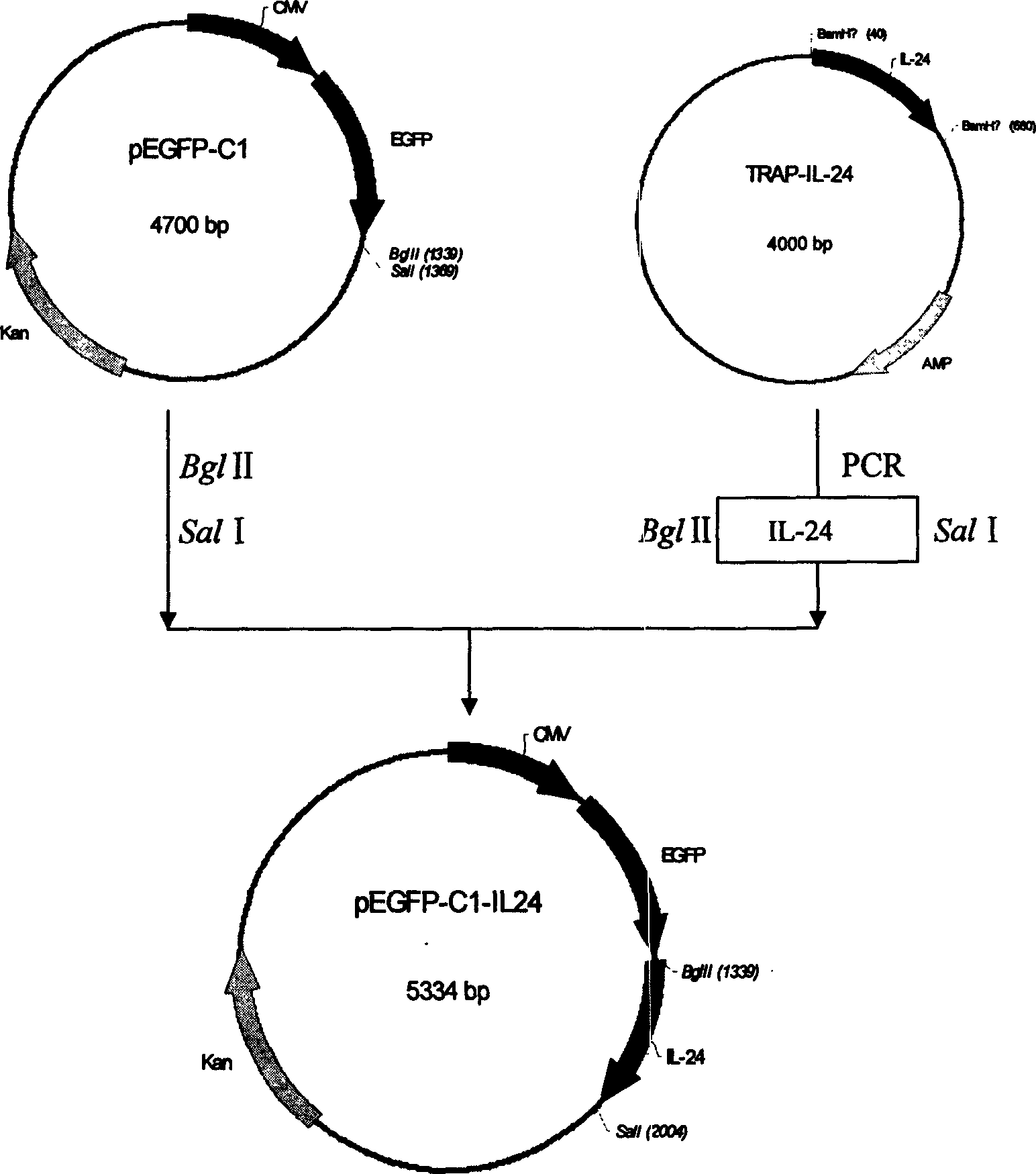 Configuration of cell facter IL-24 eucargon expression carrier and application