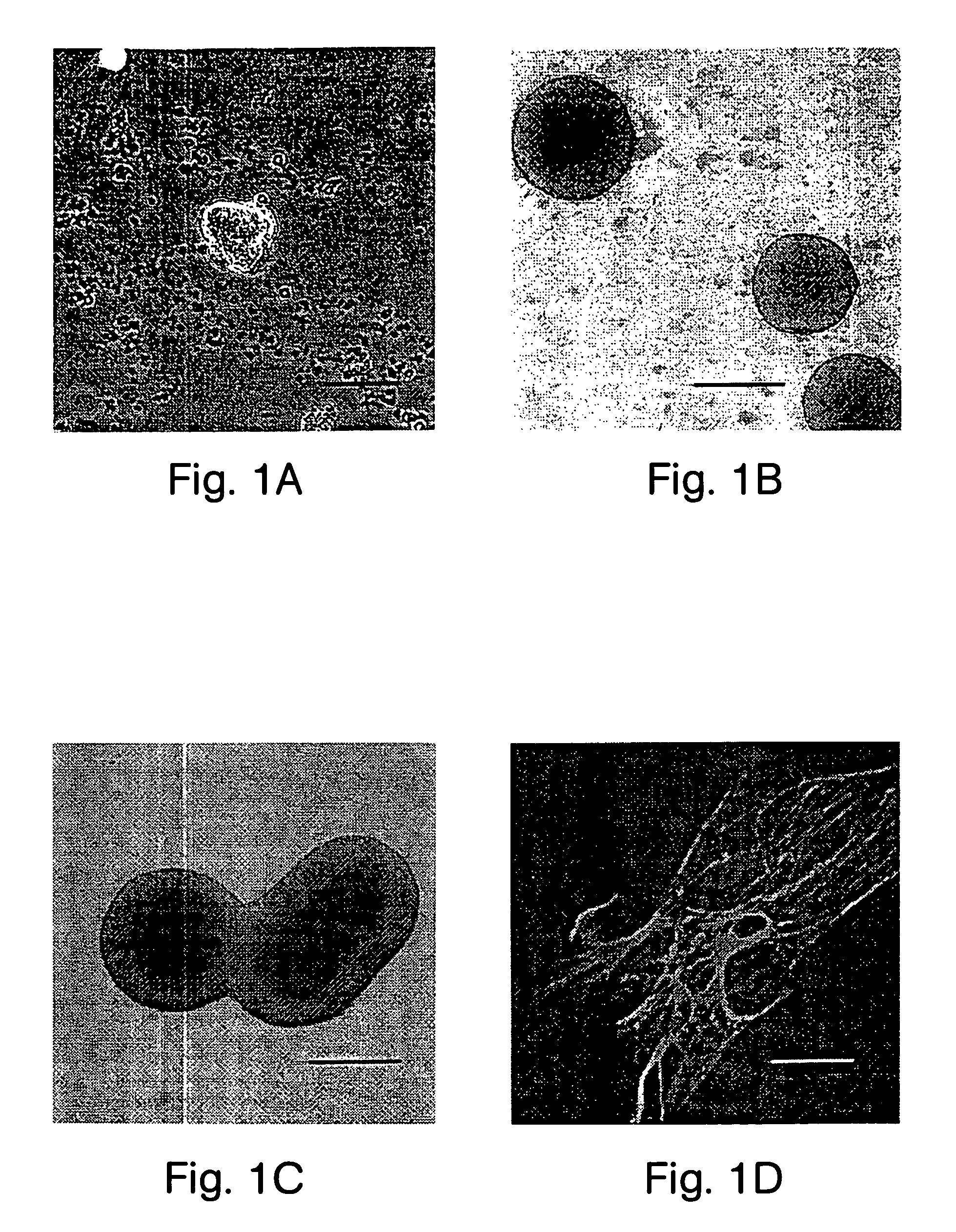 Pharmaceuticals containing multipotential precursor cells from tissues containing sensory receptors