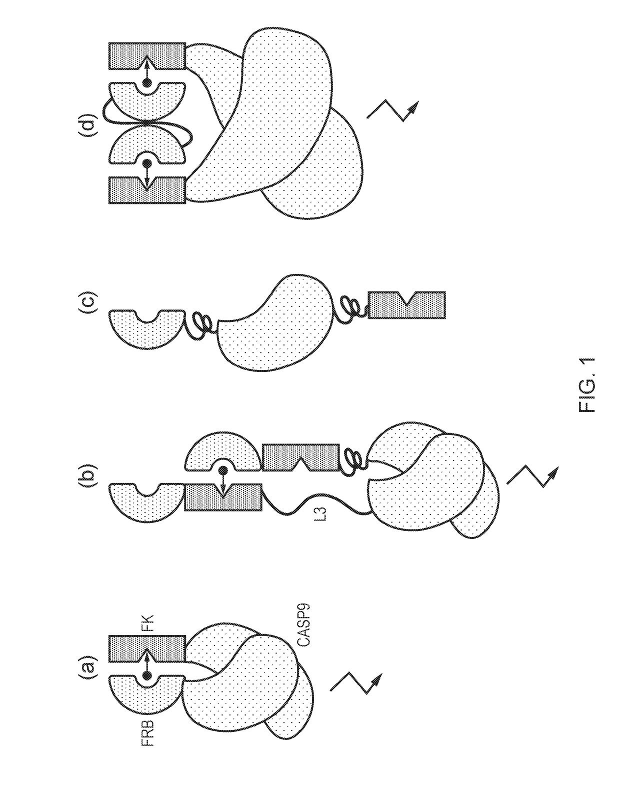 Chimeric Protein