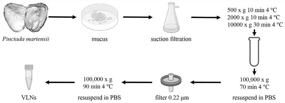 Application of Pinctada martensii mucus in extraction of exosome, exosome as well as extraction method and application of exosome