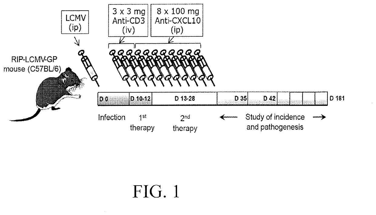 Combination therapy for the treatment of autoimmune diseases