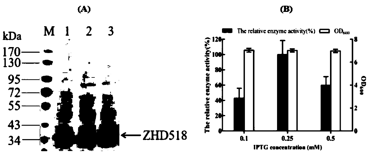 Method for promoting secretory expression of corn gibberelenone degrading enzyme ZHD 518 protein as well as application