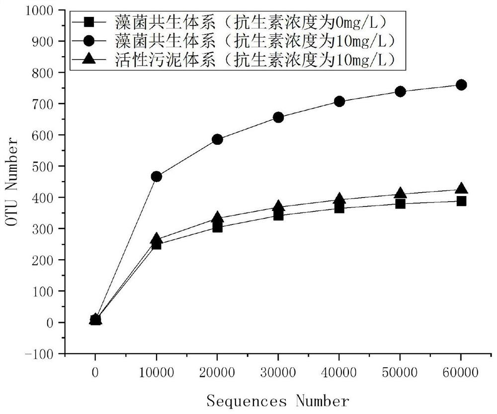 Preparation method and application of phycomycete symbiont for degrading culture wastewater containing high-concentration antibiotics and having low C/N ratio