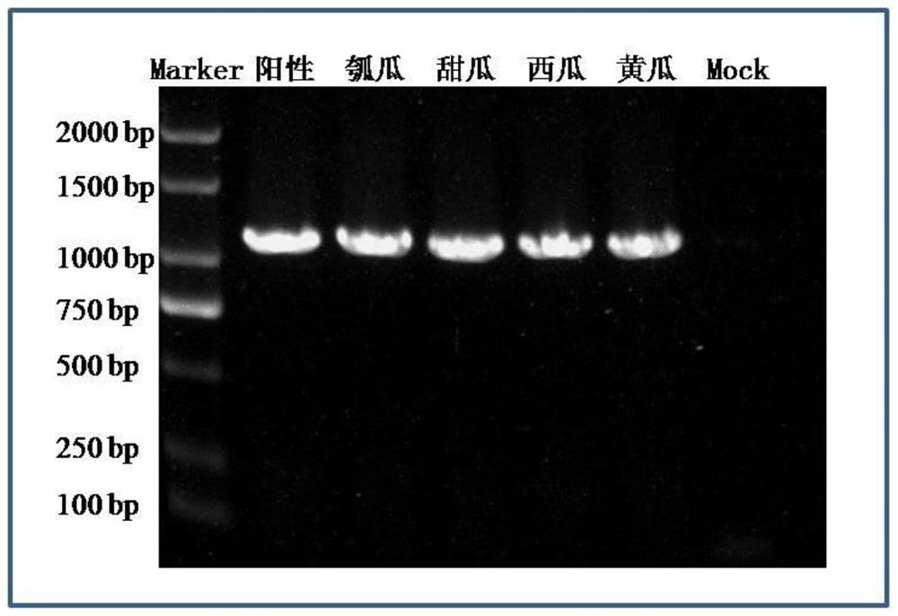 Infectious cloning recombinant vector of melon aphid-borne yellowing virus