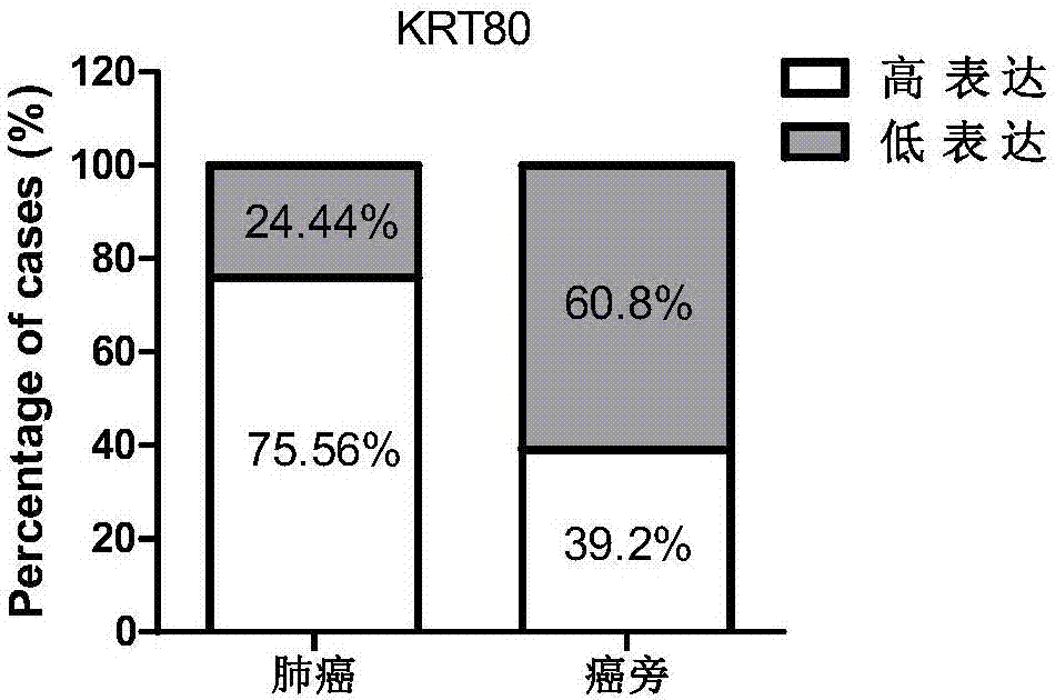Human keratin KRT80 gene and application