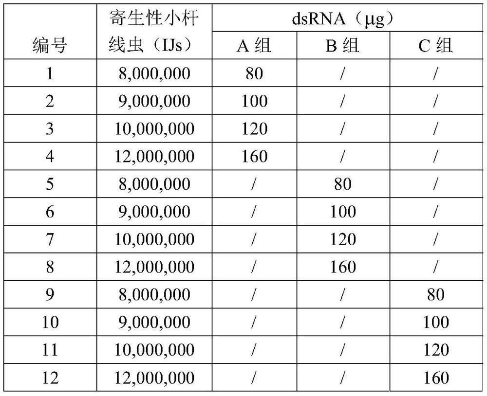 A kind of parasitic small rod nematode preparation and its preparation method and application