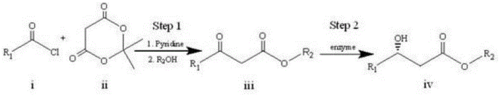 Enzymatic synthesis method of chiral beta-hydroxyl ester compound