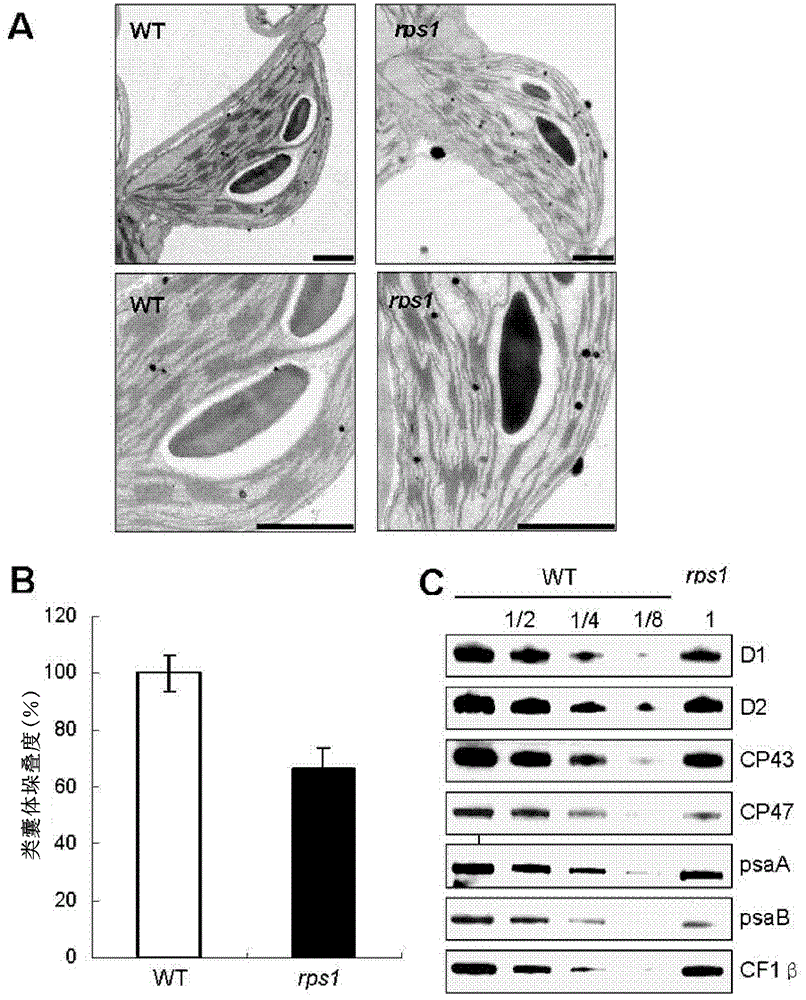 A related protein regulating chloroplast protein translation efficiency and improving plant heat tolerance and its application