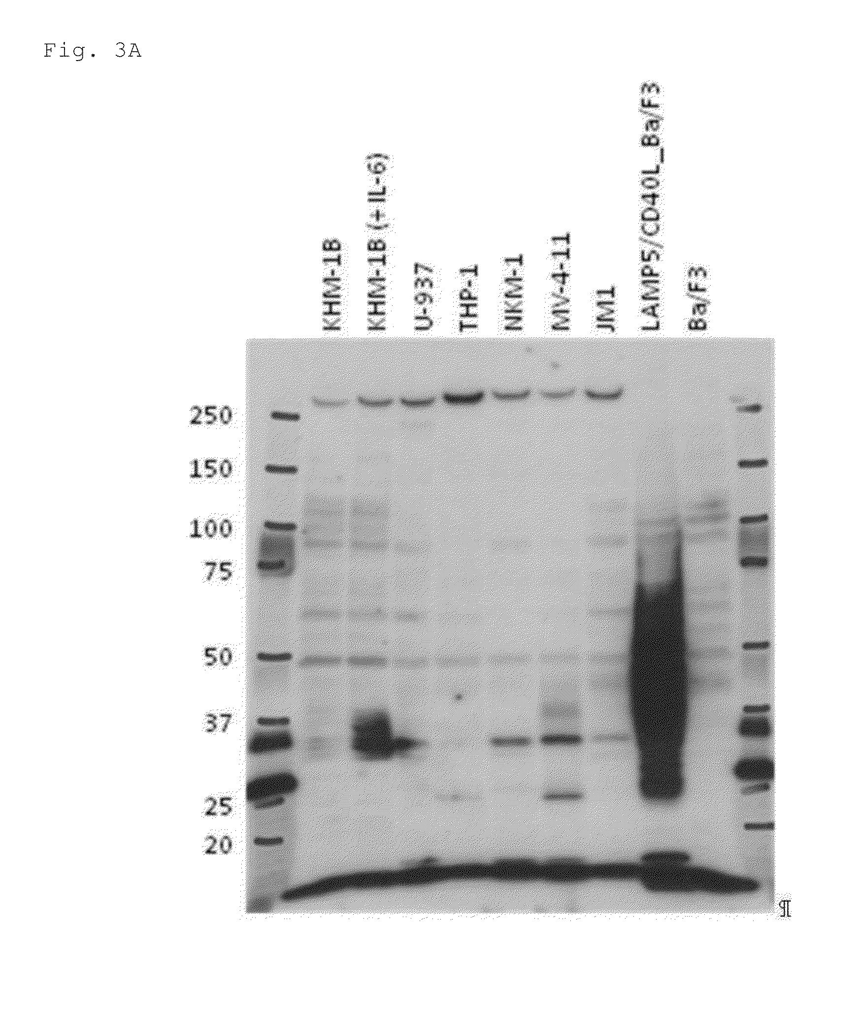 Anti-lamp5 antibody and utilization thereof