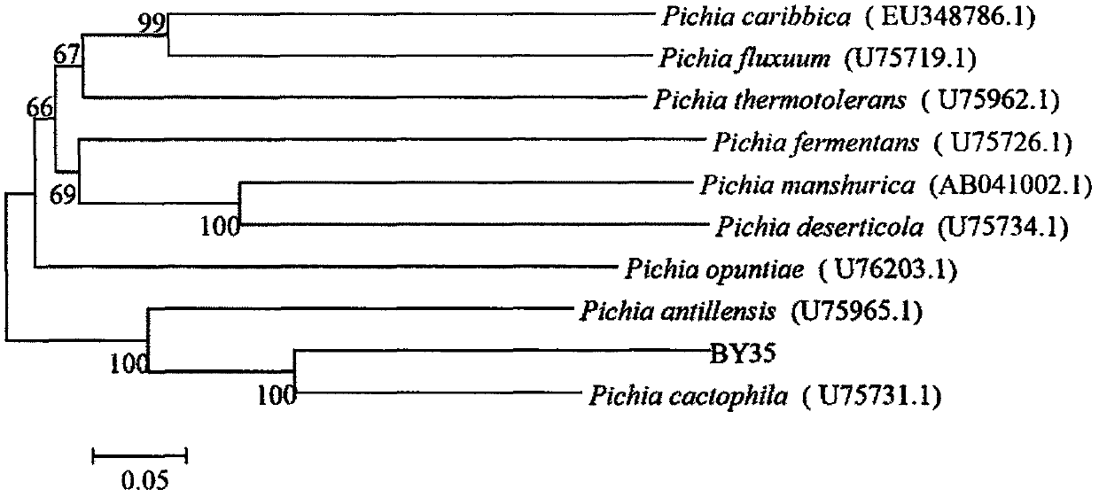 Pichia cactophila capable of effectively controlling fruit postharvest diseases as well as preparation and using method of pichia cactophila