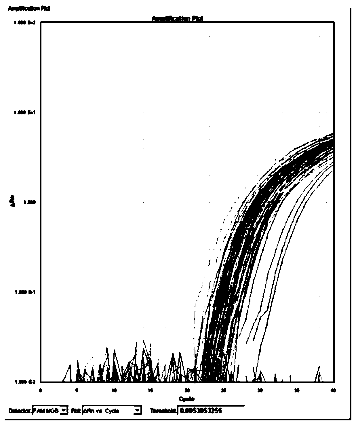 Primer pair CM for detecting ciborinia camelliae, detection reagent for detecting ciborinia camelliae and application of primer pair CM for detecting ciborinia camelliae and detection reagent for detecting ciborinia camelliae