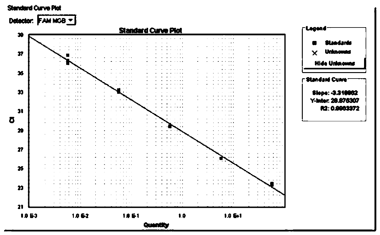 Primer pair CM for detecting ciborinia camelliae, detection reagent for detecting ciborinia camelliae and application of primer pair CM for detecting ciborinia camelliae and detection reagent for detecting ciborinia camelliae