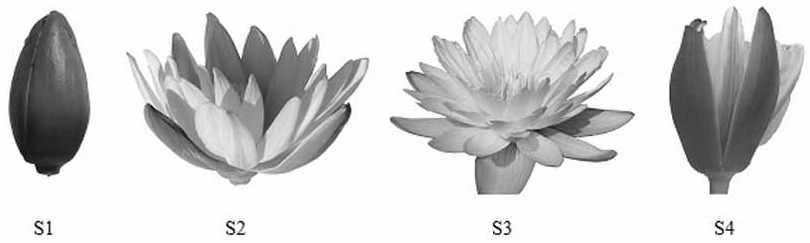 A method for determining the optimum harvest period of Luzhou-flavored lotus