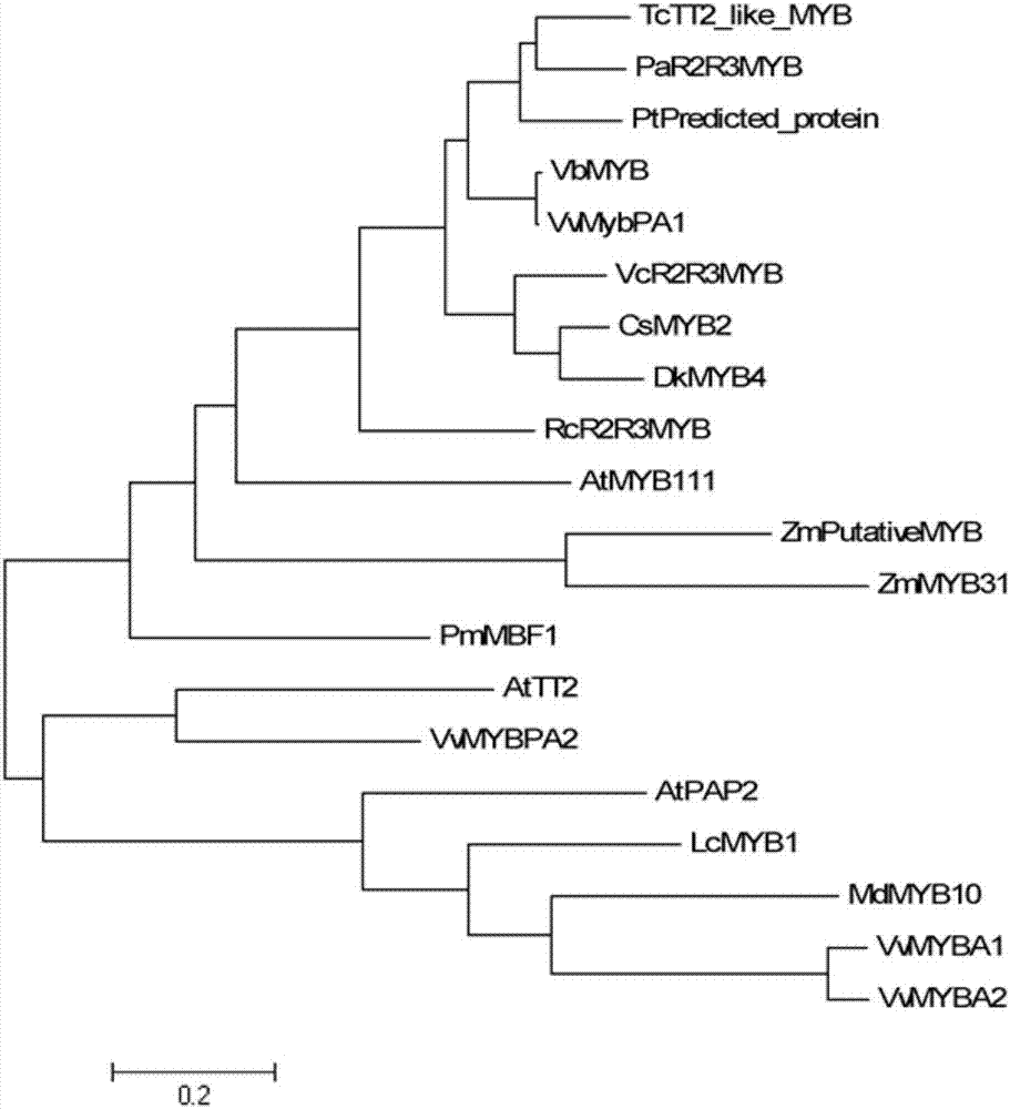 A kind of r2r3-myb gene CsMYB2 of red purple bud tea tree and its application