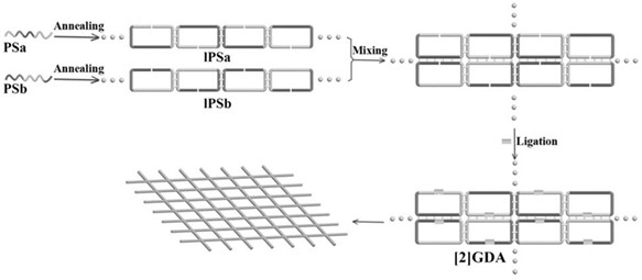 Preparation method and application of a [2]-reticular catenane dna monolayer array