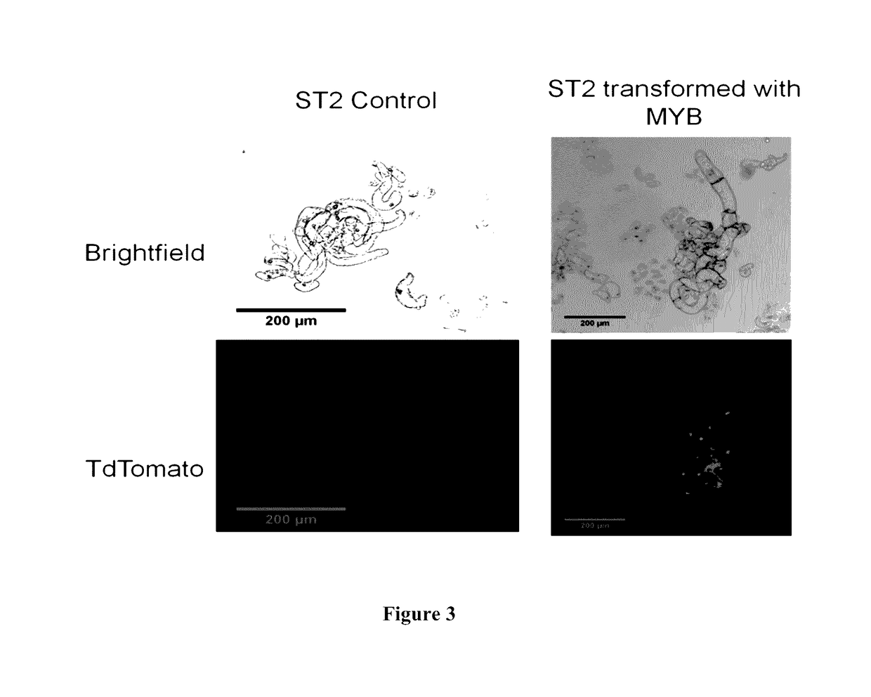 Methods of plant transformation using transformable cell suspension culture and uses thereof