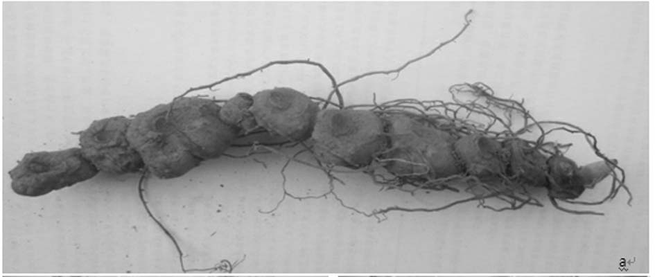 Breeding method for forming polygonatum cyrtonema multi-bud robust development rhizomes