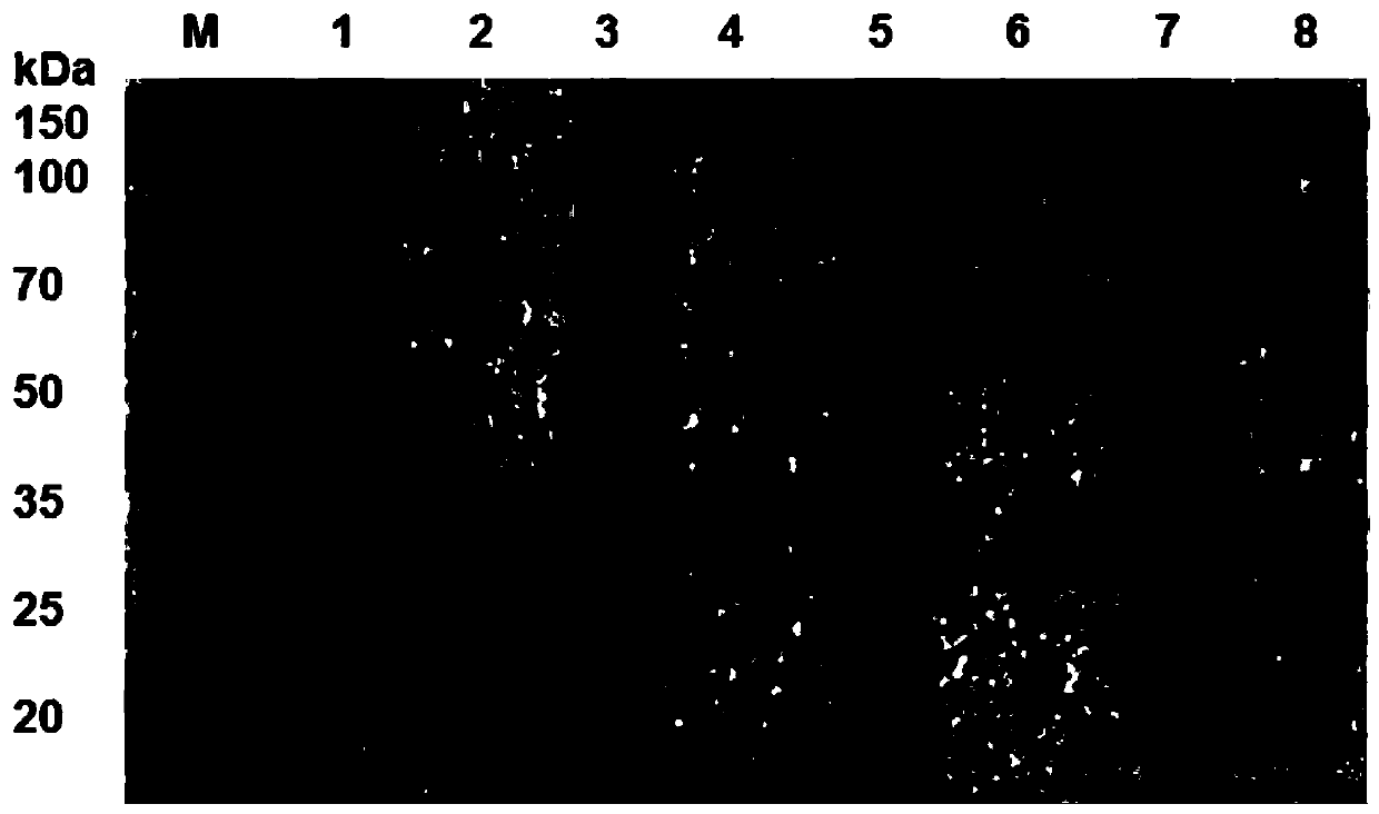 Kluyveromyces marxianus aldehyde ketone reductase KmAKR mutant and application thereof