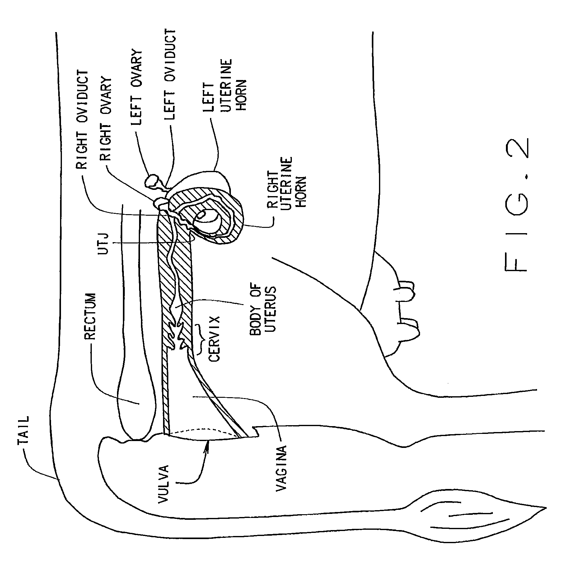 Artificial breeding techniques for bovines including semen diluents and AI apparatus