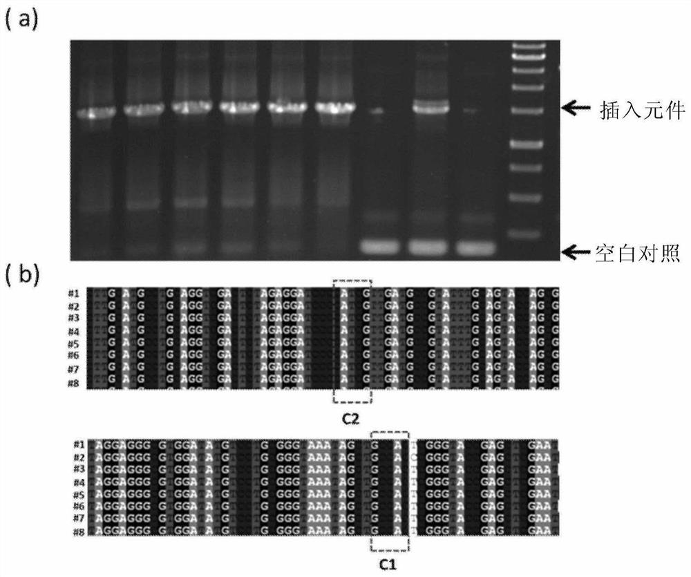 A cpf1-based DNA splicing method in vitro
