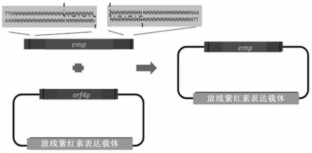 A cpf1-based DNA splicing method in vitro