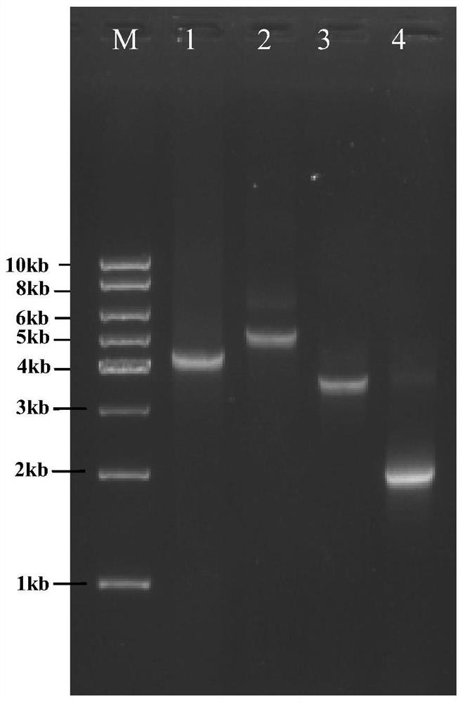 Construction, rescue and application of infectious clone of porcine reproductive and respiratory syndrome virus type 1 isolate