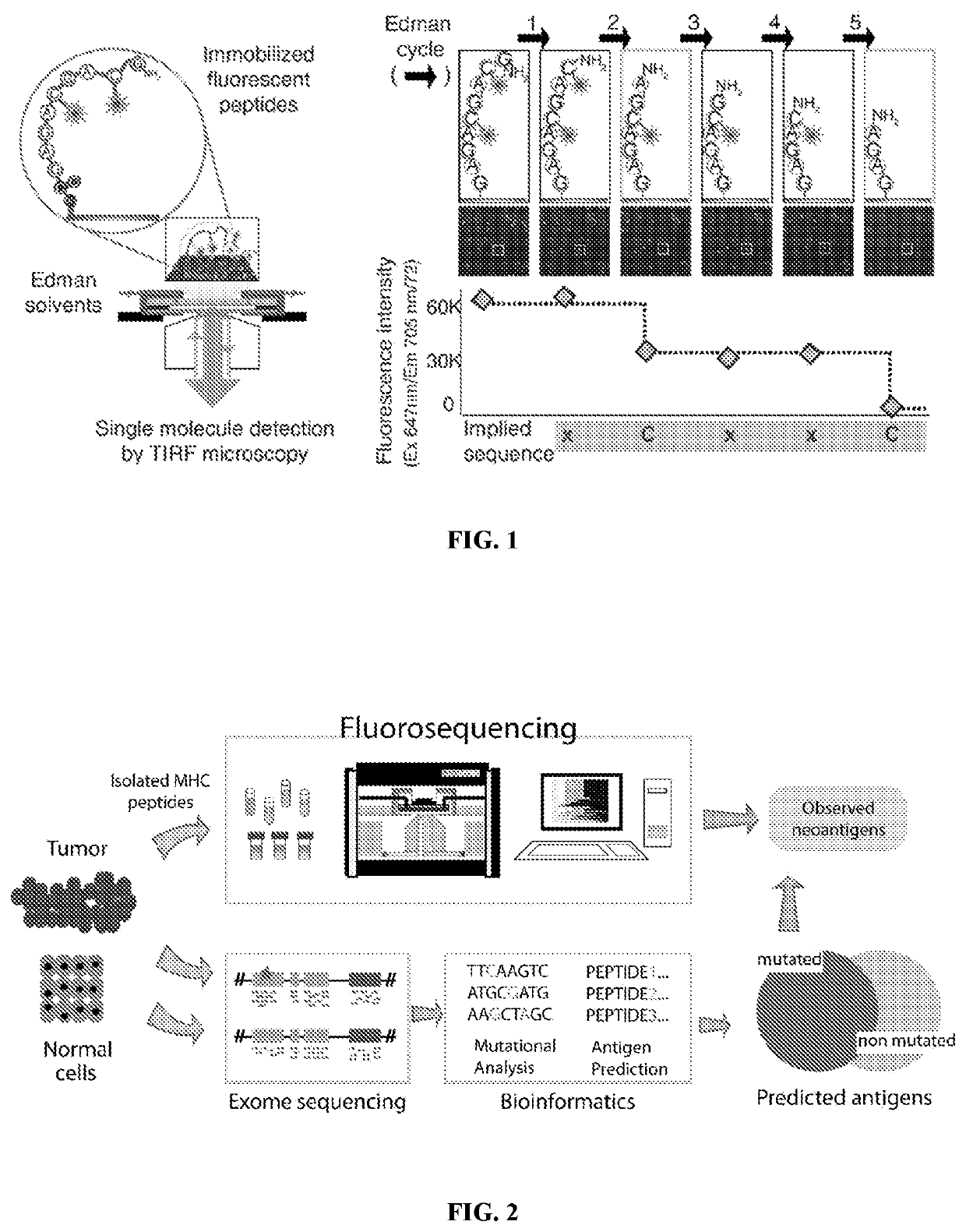 Single molecule sequencing peptides bound to the major histocompatibility complex