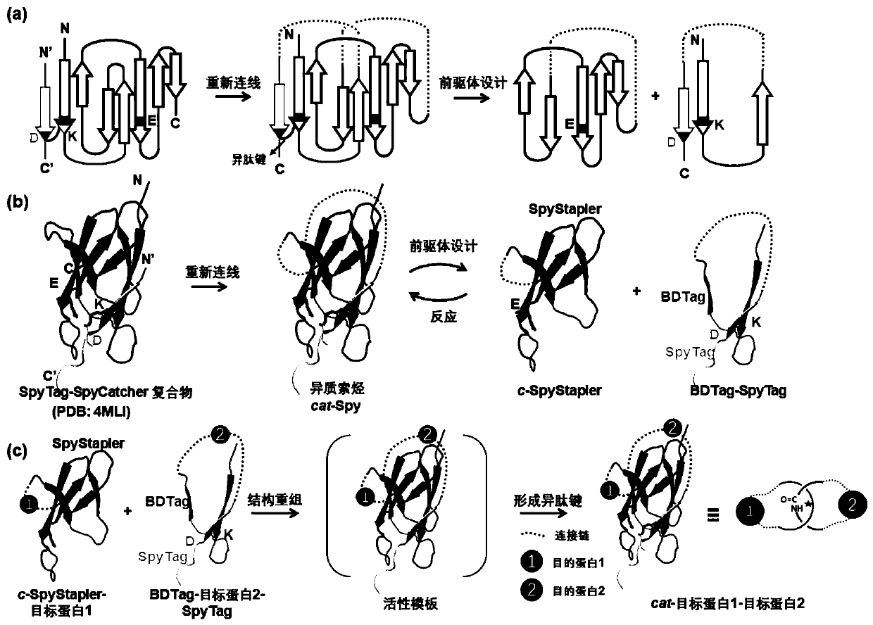 Protein coupling method based on catenane