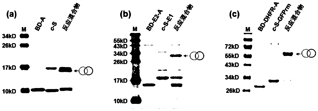 Protein coupling method based on catenane